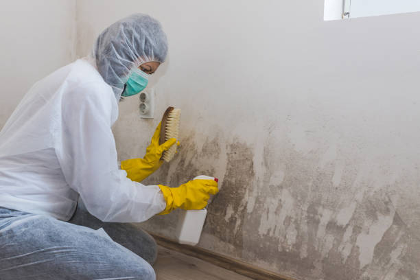 Best Attic Mold Removal  in Stratmoor, CO