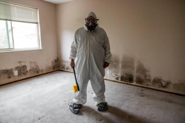 Best Attic Mold Removal  in Stratmoor, CO